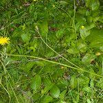 Attēlu rezultāti vaicājumam “Crepis paludosa leaf”
