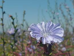 Attēlu rezultāti vaicājumam “Cichorium intybus flower”