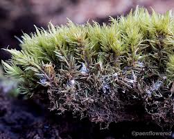 Attēlu rezultāti vaicājumam “Dicranum viride”