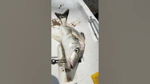 Image result for Pomadasys commersonnii