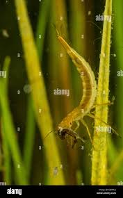 Attēlu rezultāti vaicājumam “Dytiscus sp. larva”