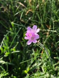 Attēlu rezultāti vaicājumam “Armeria vulgaris flower”