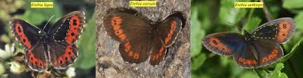 Attēlu rezultāti vaicājumam “Erebia ligea”