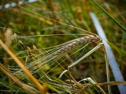 Attēlu rezultāti vaicājumam “Hordeum vulgare fruit”