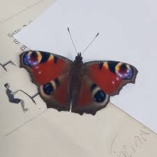 Attēlu rezultāti vaicājumam “Inachis io underside”