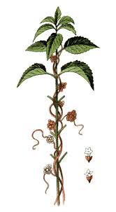 Attēlu rezultāti vaicājumam “Cuscuta europaea”