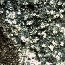 Attēlu rezultāti vaicājumam “Mycoblastus sanguinarius”