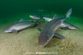 Image result for Squalus acanthias