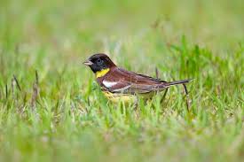 Image result for Emberiza aureola