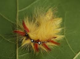 Attēlu rezultāti vaicājumam “Acronicta aceris larva”