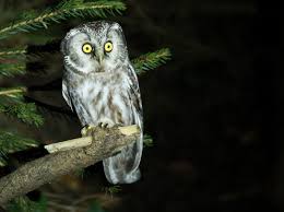 Attēlu rezultāti vaicājumam “Aegolius funereus adult”