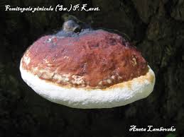 Attēlu rezultāti vaicājumam “Fomitopsis pinicola”