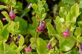 Attēlu rezultāti vaicājumam “Ericaceae”