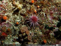 Image result for Mesocentrotus franciscanus