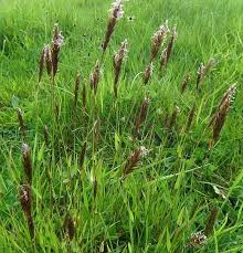 Attēlu rezultāti vaicājumam “Anthoxanthum odoratum flower”