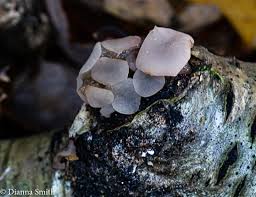 Attēlu rezultāti vaicājumam “Neobulgaria pura”