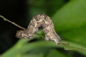 Attēlu rezultāti vaicājumam “Pareulype berberata”