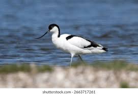 Image result for Recurvirostra avosetta