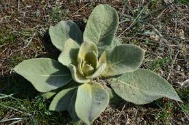 Attēlu rezultāti vaicājumam “Verbascum nigrum leaf”