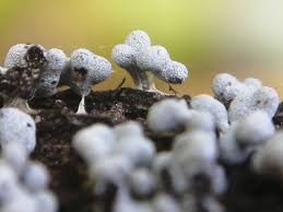 Attēlu rezultāti vaicājumam “Physarum diderma”