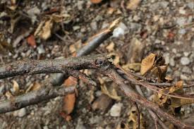 Attēlu rezultāti vaicājumam “Neonectria coccinea”