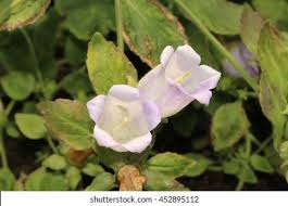 Image result for Campanula formanekiana