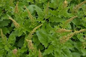 Attēlu rezultāti vaicājumam “Chenopodium bonus-henricus”