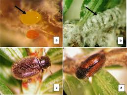 Attēlu rezultāti vaicājumam “Adelges laricis nymph”