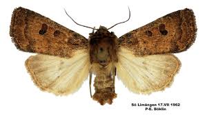 Attēlu rezultāti vaicājumam “Hoplodrina octogenaria”