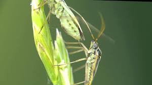 Attēlu rezultāti vaicājumam “Stenotus binotatus male”