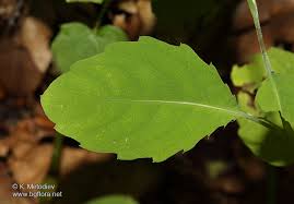 Attēlu rezultāti vaicājumam “Impatiens noli-tangere leaf”