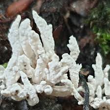 Attēlu rezultāti vaicājumam “Clavulina cinerea”