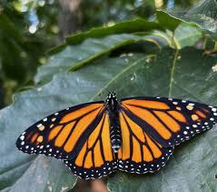 Image result for monarch butterfly
