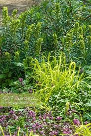 Attēlu rezultāti vaicājumam “Milium effusum flower”