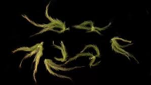 Attēlu rezultāti vaicājumam “Sphagnum flexuosum”