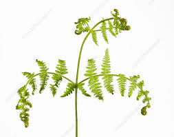 Attēlu rezultāti vaicājumam “Pteridium aquilinum”