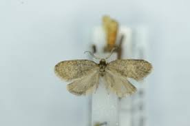 Attēlu rezultāti vaicājumam “Proutia betulina”