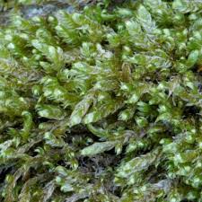 Attēlu rezultāti vaicājumam “Breidleria pratensis”