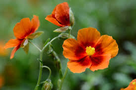 Attēlu rezultāti vaicājumam “Helianthemum x hybridum flower”