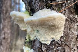 Attēlu rezultāti vaicājumam “Diplomitoporus flavescens”