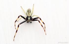 Attēlu rezultāti vaicājumam “Misumena vatia”