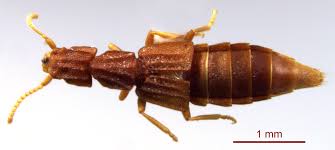 Billedresultat for rovbille