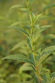 Attēlu rezultāti vaicājumam “Forsythia viridissima”