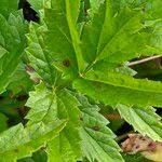 Attēlu rezultāti vaicājumam “Pimpinella major leaf”