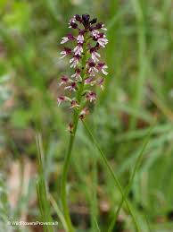 Attēlu rezultāti vaicājumam “Orchis ustulata flower”