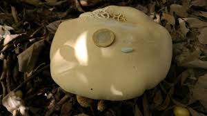 Image result for macrocybe titans