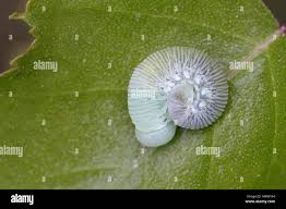 Attēlu rezultāti vaicājumam “Cimbex femoratus larva”