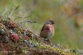Attēlu rezultāti vaicājumam “Carduelis cannabina male”