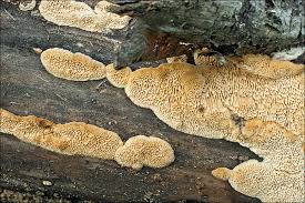 Attēlu rezultāti vaicājumam “Antrodia malicola”