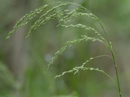 Attēlu rezultāti vaicājumam “Glyceria striata leaf”